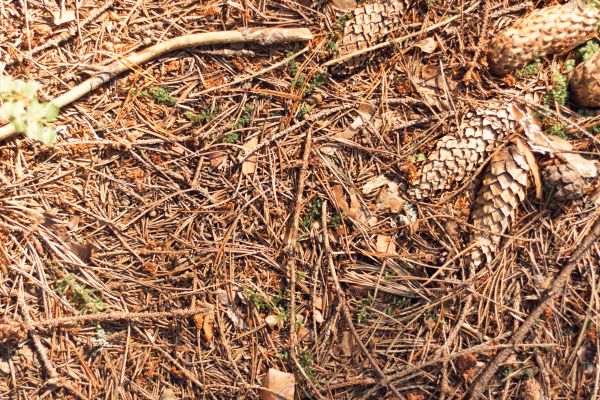 Cost of Pine Needles Removal in College Station