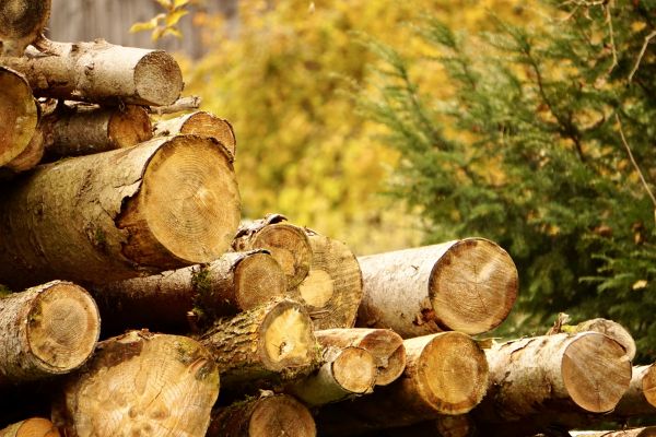 Wood Pile Removal in College Station