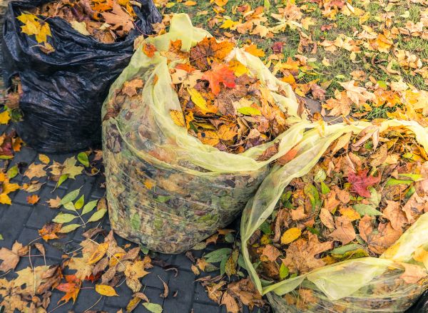 Yard Cleanup Service in College Station