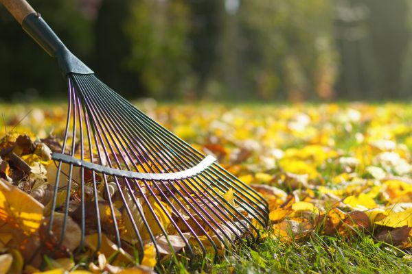 Leaf Raking Service in College Station