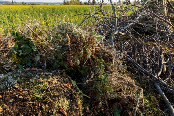 Brush Disposal in College Station