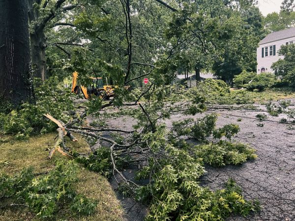 Tree Branch Disposal in College Station