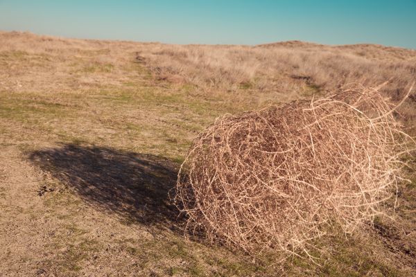 Tumbleweed Removal in College Station