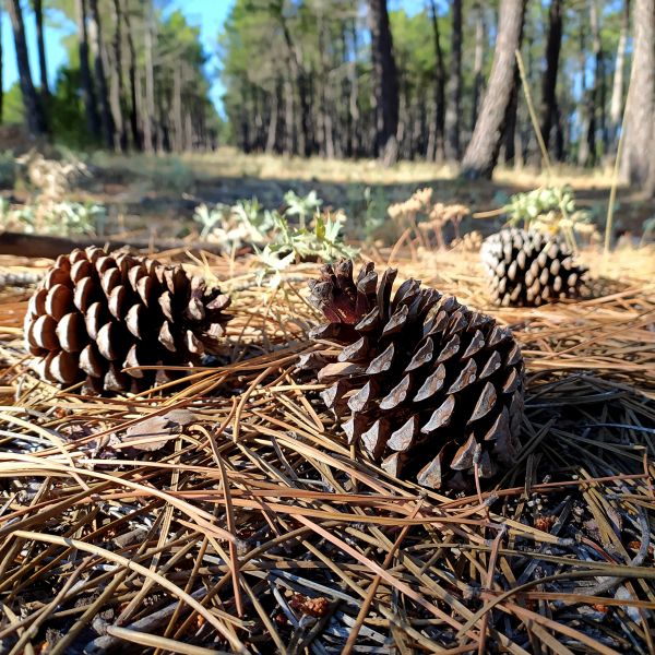 Cost of Pine Cone Removal in College Station