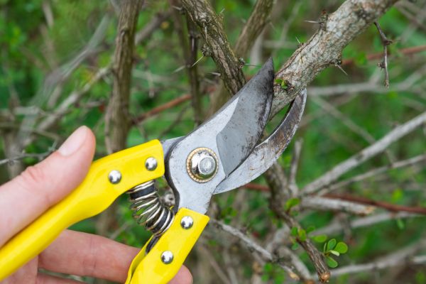 Limbs Removal in College Station
