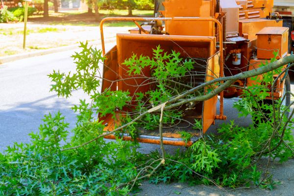 Tree Branches Removal in College Station