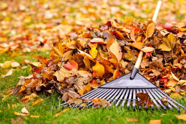 Yard Leaf Removal in College Station
