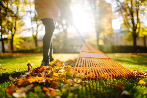 Leaves Raking in College Station