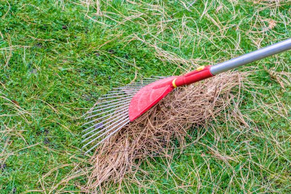 Yard Raking in College Station