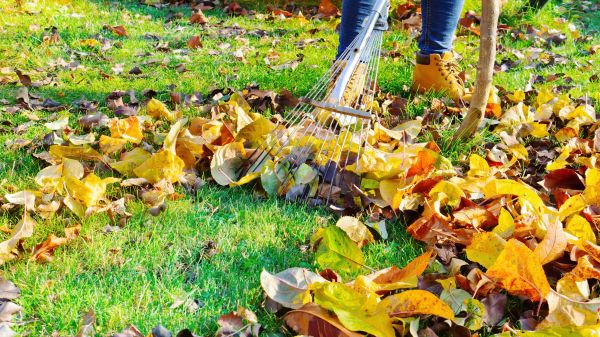 Lawn Cleanup Service in College Station