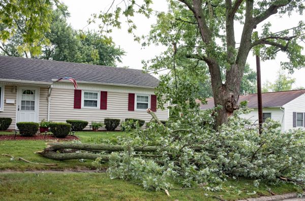 Fallen Branch Removal in College Station